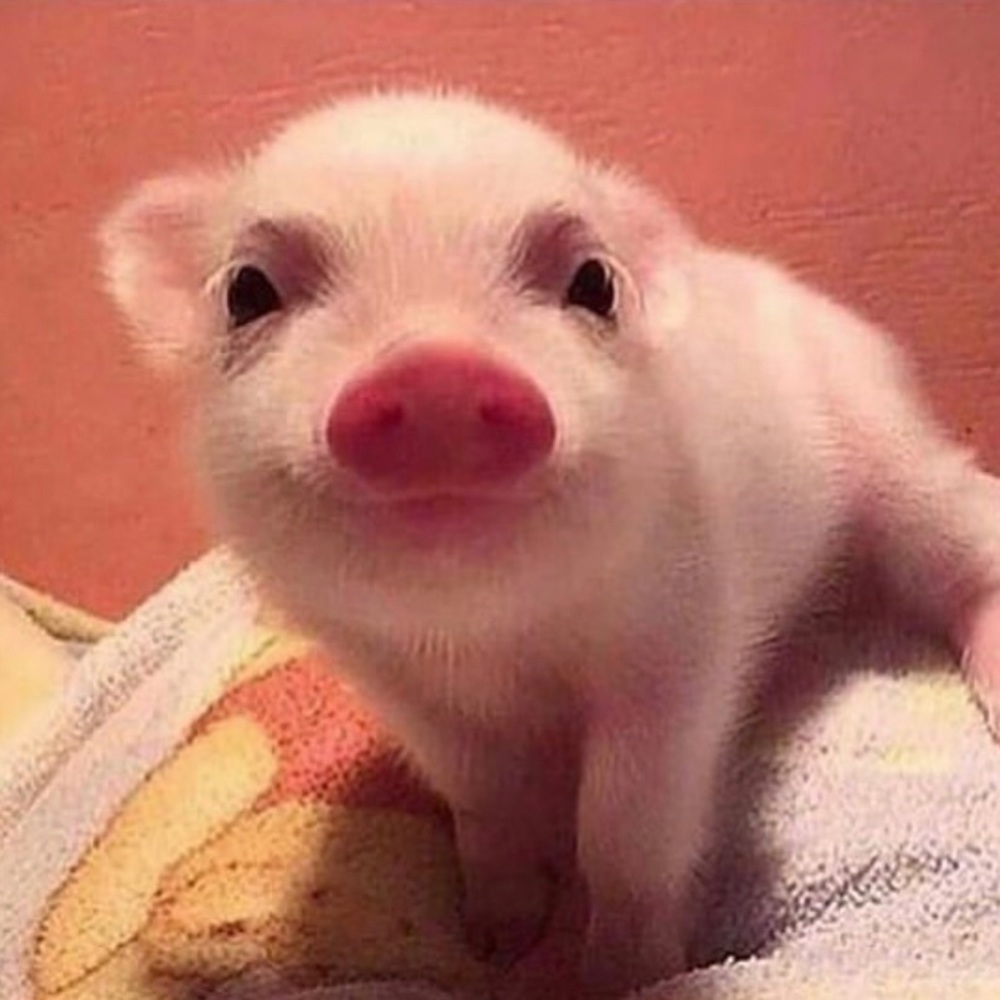 Meet your Posher, Missy